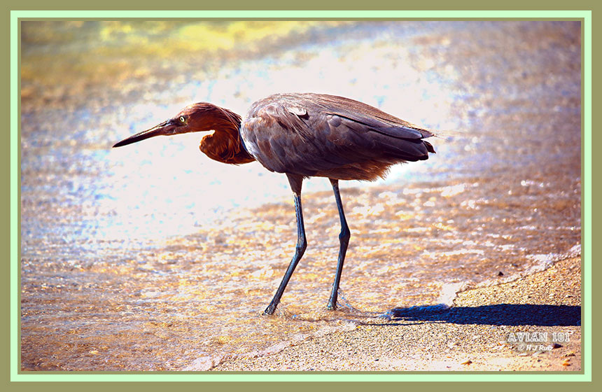 Reddish Egret - Burninus supecialris