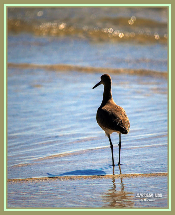 Willet- Tringa semipalmata