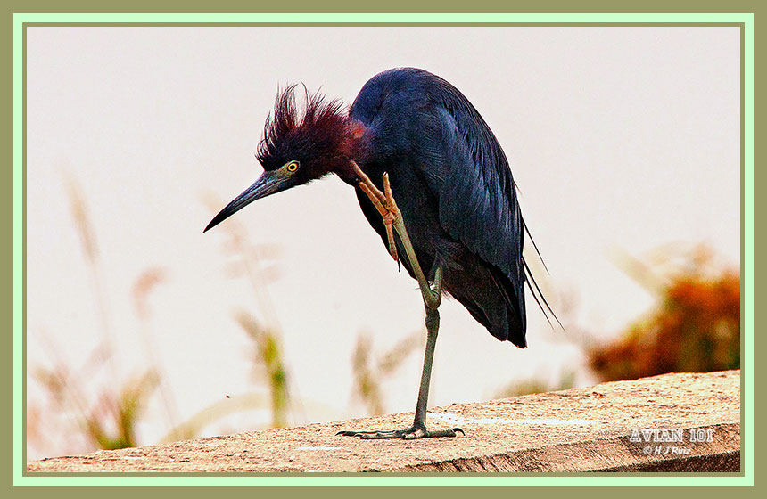 Little Blue Heron - Egret caerulea