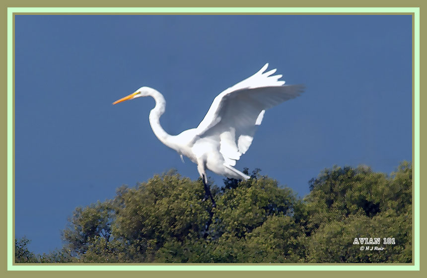 Great Egret - Ardea alba