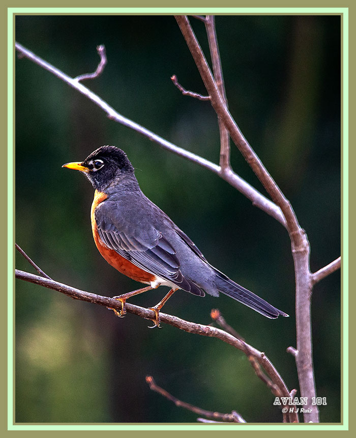American Robin - Turdus migratorius