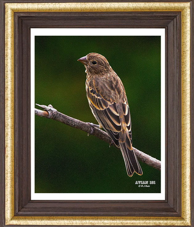 House Finch ( Female) - Haemorhous Mexicanus
