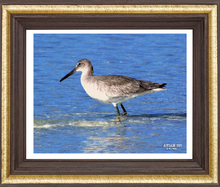 Willet - Tringa semipalmata