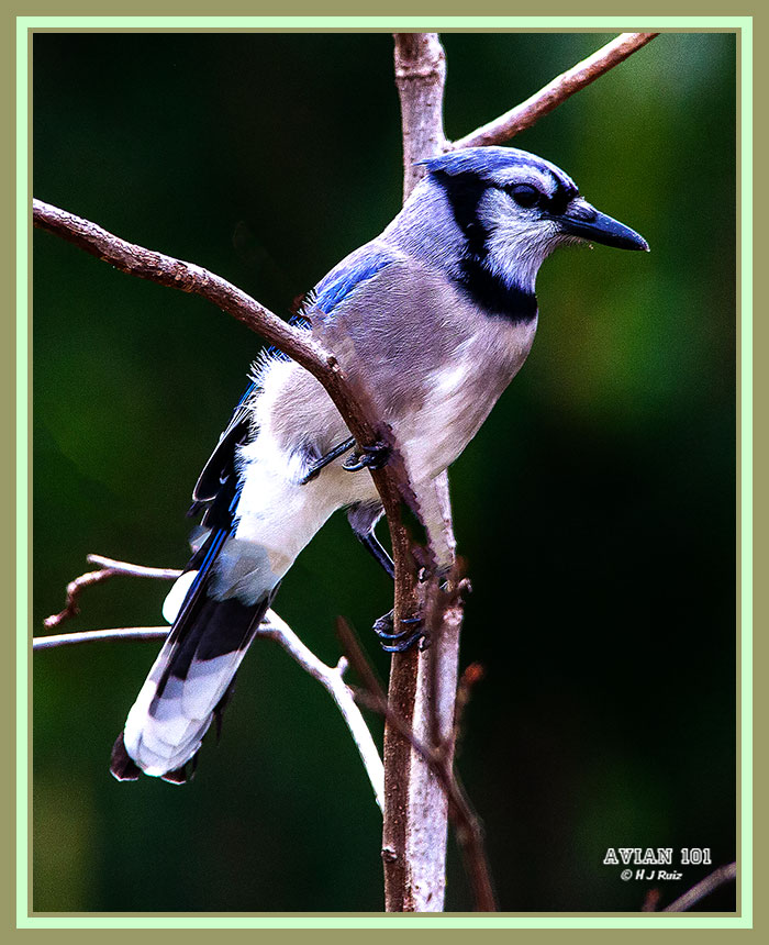 Blue Jay - Cianositta cristata