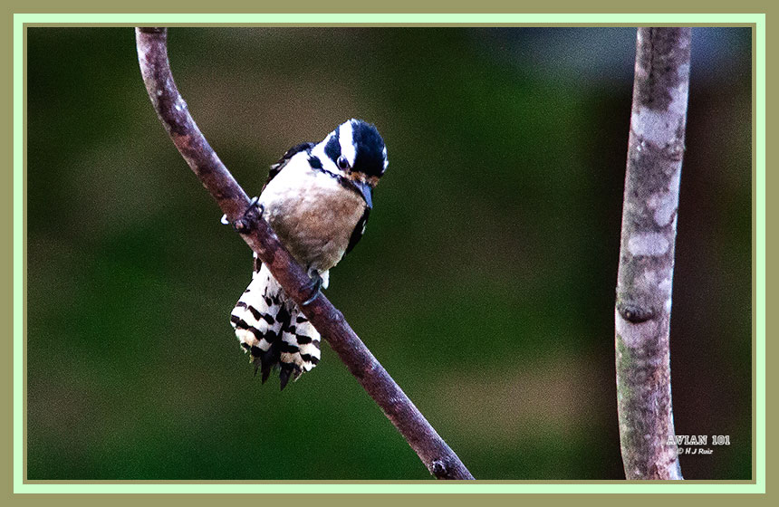 Downy Woodpecker (F) - Picoides pubescens