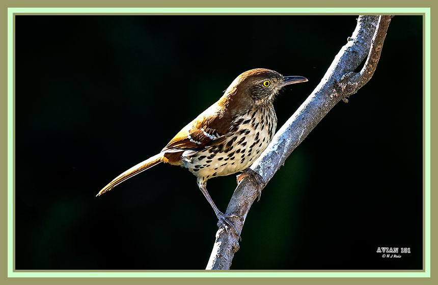 Brown Thrasher - Toxostoma rufus